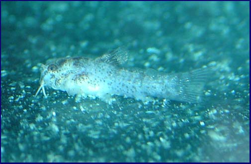 www.israquarium.co.il